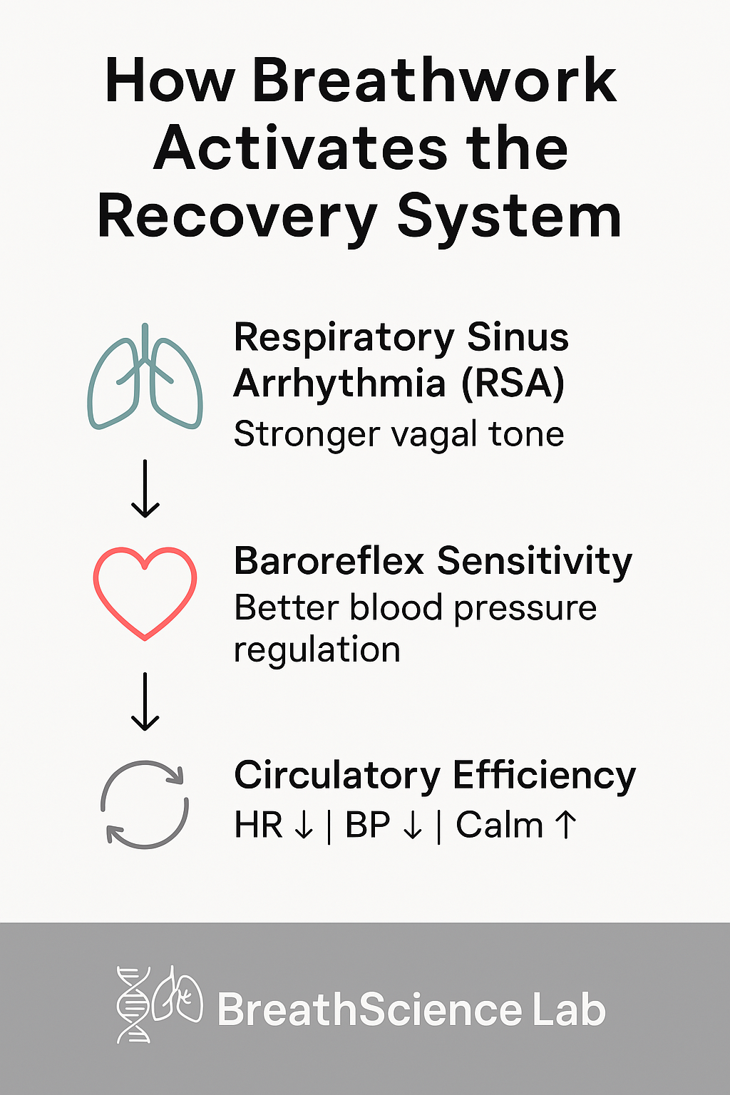 Infographic showing RSA, baroreflex, and circulatory efficiency as key recovery mechanisms.
