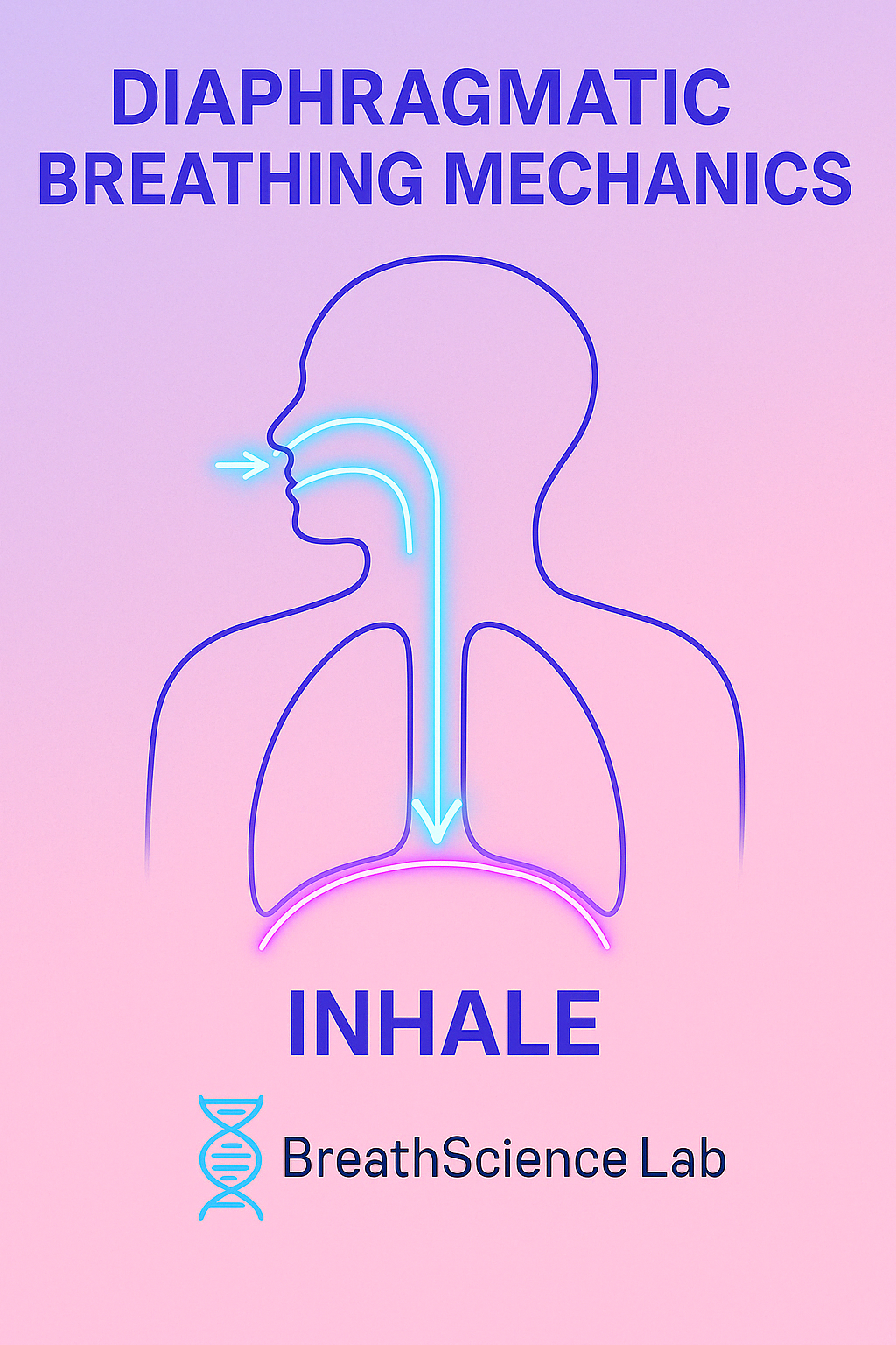 Illustration of diaphragmatic breathing mechanics showing air entering through the nose and pushing the diaphragm downward during inhalation, in a minimalist synthwave style with glowing arrows and BreathScience Lab logo