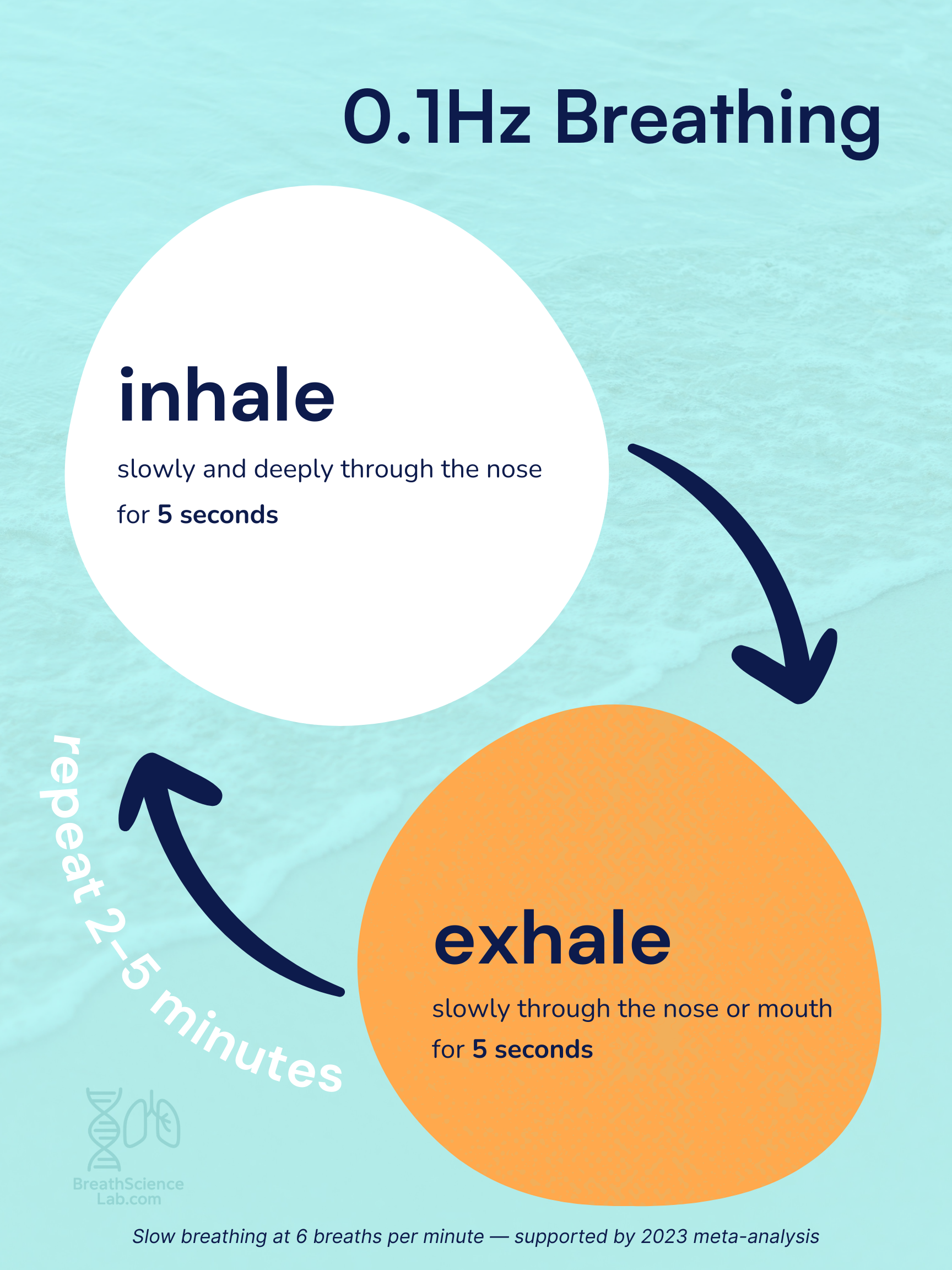 0.1 Hz breathwork diagram showing 5-second inhale and 5-second exhale cycle for nervous system recovery